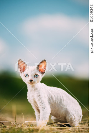 Sweet Devon Rex Cat Funny Curious Young White Devon Rex Kitten In Grass. Short-haired Cat Of English Breed. Very Small Lovely Pets Lovely Cats Sweet Devon Rex Cat Funny Curious Young White Devon Rex Kitten In Grass. Short-haired Cat Of English Breed. Very Small Lovely Pets Lovely Cats 81609348