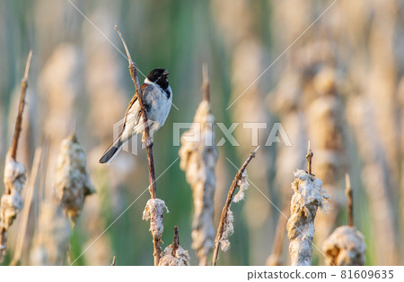 Common reed bunting(Schoeniclus schoeniclus) on reed Common reed bunting(Schoeniclus schoeniclus) on reed 81609635