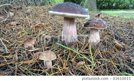 It formed a fairy ring under the strain of cedar in the Boletus violaceae (Nibetsu, Akita City) Park. It formed a fairy ring under the strain of cedar in the Boletus violaceae (Nibetsu, Akita City) Park. 81610015