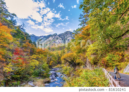 Yamanashi Prefecture Autumn Leaves Mitake Shosenkyo 1pondo 81610241