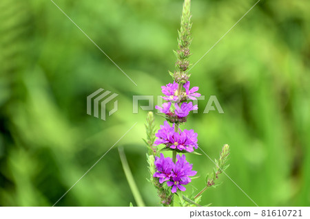 味噌Haigi花 味噌Haigi花 81610721