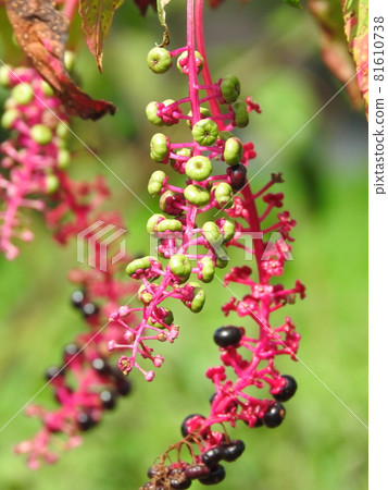 Yosha商陸水果 Yosha商陸水果 81610738