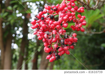 珊瑚籽的果實 81610739