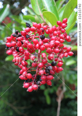 珊瑚籽的果實 81610740