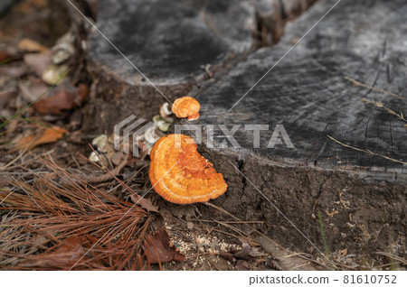 Orange C. versicolor Orange C. versicolor 81610752