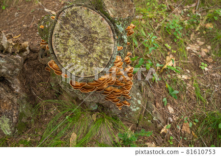 Kawaratake Kawaratake 81610753