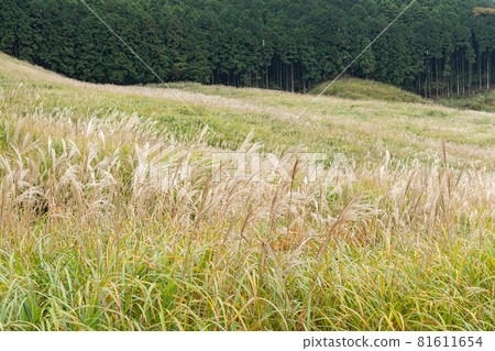 仙石原薄月草甸(神奈川縣箱根町) 仙石原薄月草甸(神奈川縣箱根町) 81611654