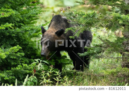 Shiretoko's brown bear 81612011