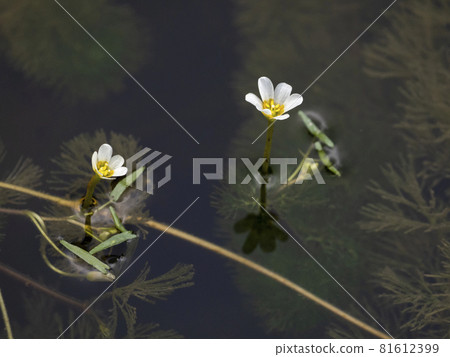 Cabomba caroliniana blooming in the pond Cabomba caroliniana blooming in the pond 81612399