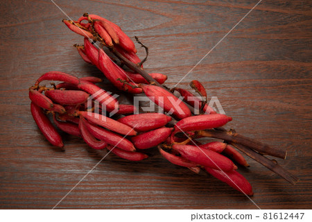 血紅肉果蘭 血紅肉果蘭 81612447