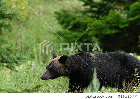 知床的棕熊 知床的棕熊 81612577