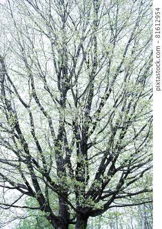 A large tree at a little-known campsite "ranch Tyrol" in Nagano Prefecture 81612954