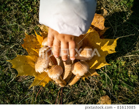 faceless baby hand touch honey mushrooms in the autumn forest. close-up. beautiful edible mushrooms on yellow leaves faceless baby hand touch honey mushrooms in the autumn forest. close-up. beautiful edible mushrooms on yellow leaves 81613085
