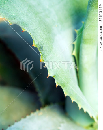 Succulent plant close-up, thorn and detail on leaves of Agave plant 81613139