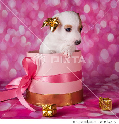Cute jack russel terrier puppy in a pink present box 81613219