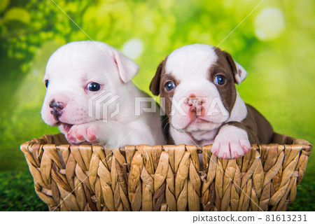Two funny American Bullies puppies on green background 81613231