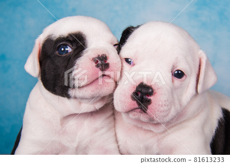 Two funny American Bullies puppies on blue jeans background Two funny American Bullies puppies on blue jeans background 81613233