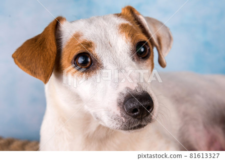 Jack russell terrier female close up portrait Jack russell terrier female close up portrait 81613327