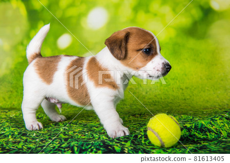 Playful happy Jack Russell Terrier dog with tennis ball Playful happy Jack Russell Terrier dog with tennis ball 81613405