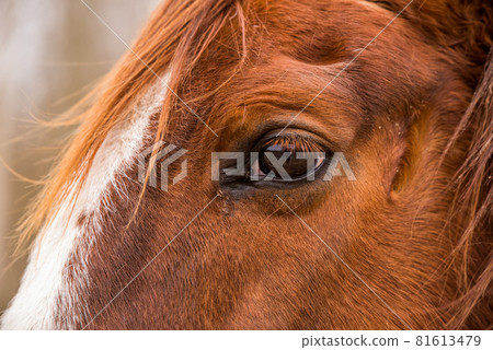 Profile Close up eye of the brown horse outside Profile Close up eye of the brown horse outside 81613479