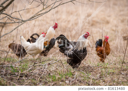 Roosters and hens walking around the poultry yard 81613480