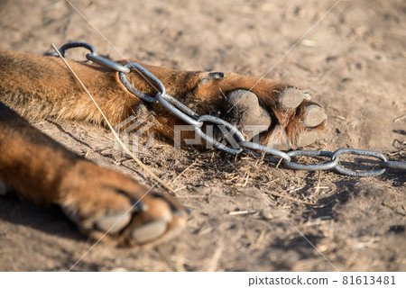 Big Beauceron dog paw ith the chain close up background 81613481