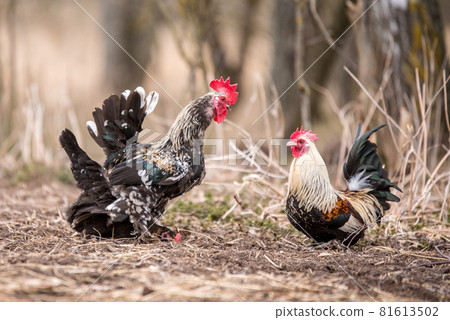 Rooster and a chicken mating in the hayloft. Rooster and a chicken mating in the hayloft. 81613502