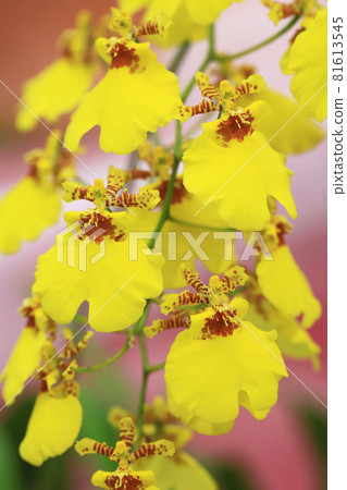 彩色背景的黃色蘭花花（文心蘭） 81613545