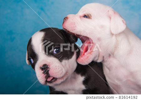 Two funny American Bullies puppies on blue jeans background 81614192