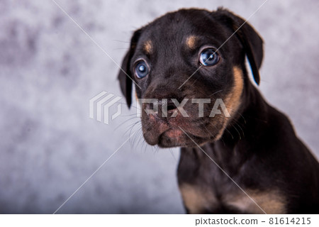 Louisiana Catahoula Leopard Dog puppy close up portrait Louisiana Catahoula Leopard Dog puppy close up portrait 81614215