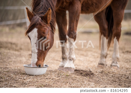 Red bay horse eating her feed out of a rubber pan in pasture 81614295