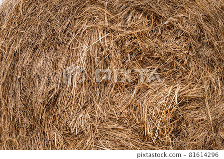 Dry grass for background or wallpaper. yellow straw texture Dry grass for background or wallpaper. yellow straw texture 81614296