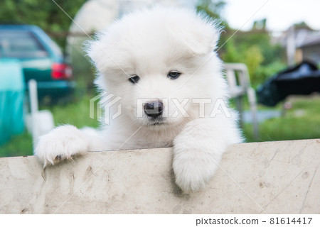 White fluffy Samoyed puppy peeking out from the fence White fluffy Samoyed puppy peeking out from the fence 81614417
