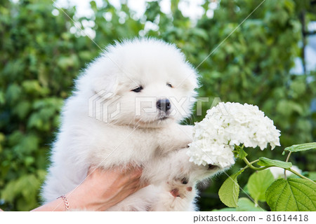 Female hands holding white fluffy Samoyed puppy Female hands holding white fluffy Samoyed puppy 81614418