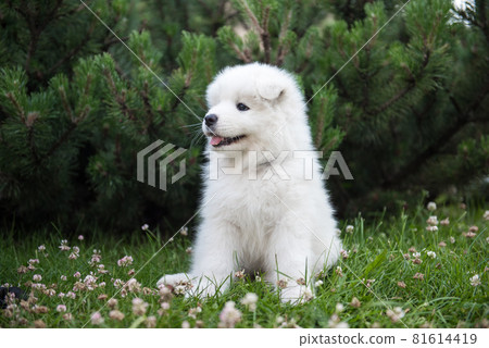 Funny Samoyed puppy on the green grass Funny Samoyed puppy on the green grass 81614419