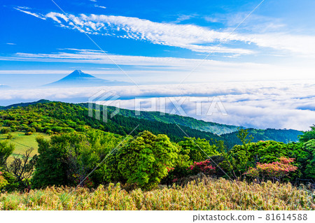 (Shizuoka Prefecture) Mt. Fuji seen from Mt. Kinkan, where mountain azaleas bloom 81614588