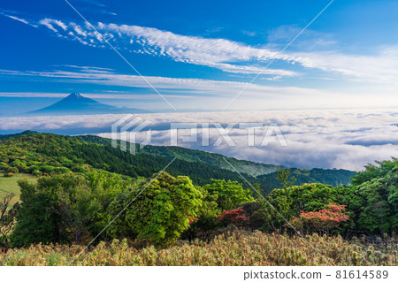 （靜岡縣）從盛開杜鵑花的金館山看富士山 81614589