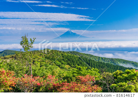 (Shizuoka Prefecture) Mt. Fuji seen from Mt. Kinkan, where mountain azaleas bloom (Shizuoka Prefecture) Mt. Fuji seen from Mt. Kinkan, where mountain azaleas bloom 81614617
