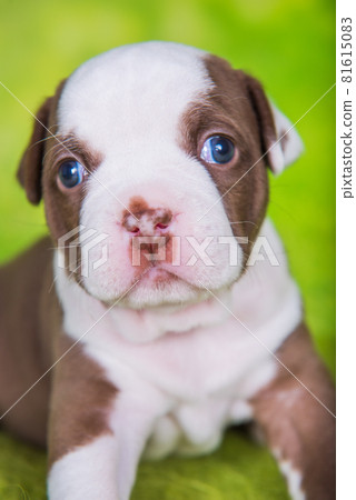 Funny American Bullies puppy on green background 81615083