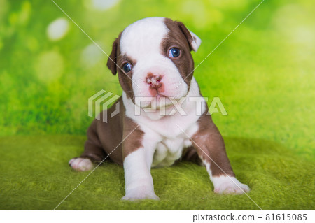 Funny American Bullies puppy on green background 81615085