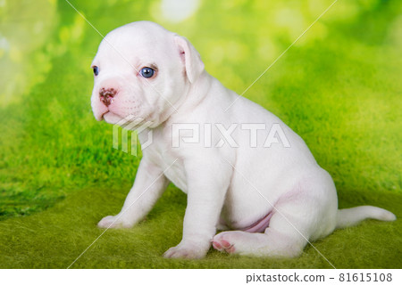 White American Bullies puppy on green background White American Bullies puppy on green background 81615108
