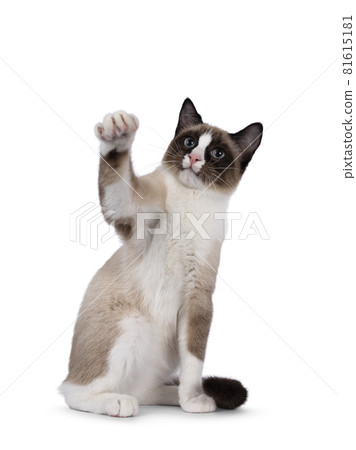 Snowshoe cat on white background Snowshoe cat on white background 81615181