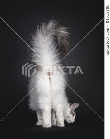 Rear end of Norwegian Forestcat kitten on black background 81615186