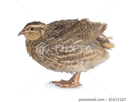 Quail bird on white background Quail bird on white background 81615187