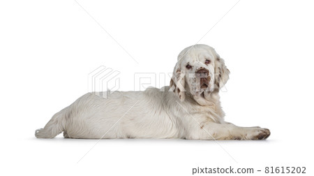 Clumber Spaniel pup on white background 81615202