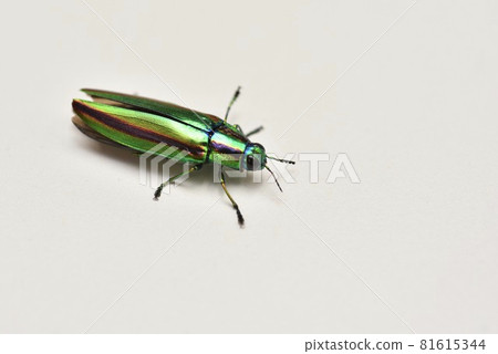 A badger beetle 81615344