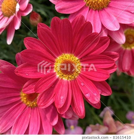 Margaret flowers Margaret flowers 81615410
