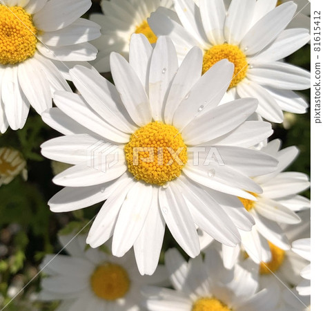 North pole flowers North pole flowers 81615412