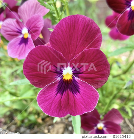 Pansy flowers Pansy flowers 81615413