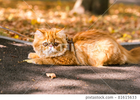 Funny Red Persian cat with a leash walking in the yard. Funny Red Persian cat with a leash walking in the yard. 81615633